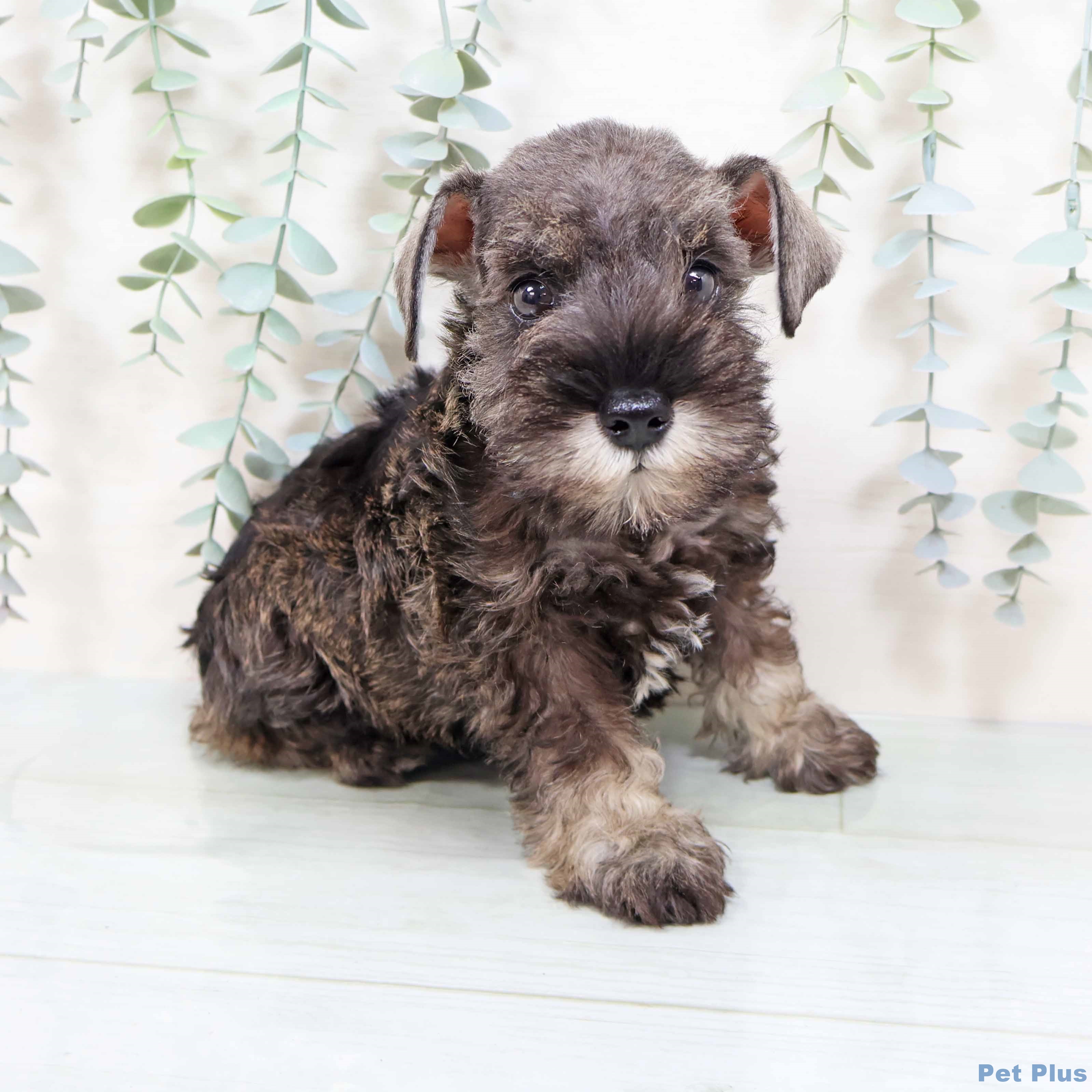 大阪府のミニチュアシュナウザー (ペットプラス りんくう泉南店/2025年8月21日生まれ/女の子/ソルトペッパー)の子犬の2枚目の画像