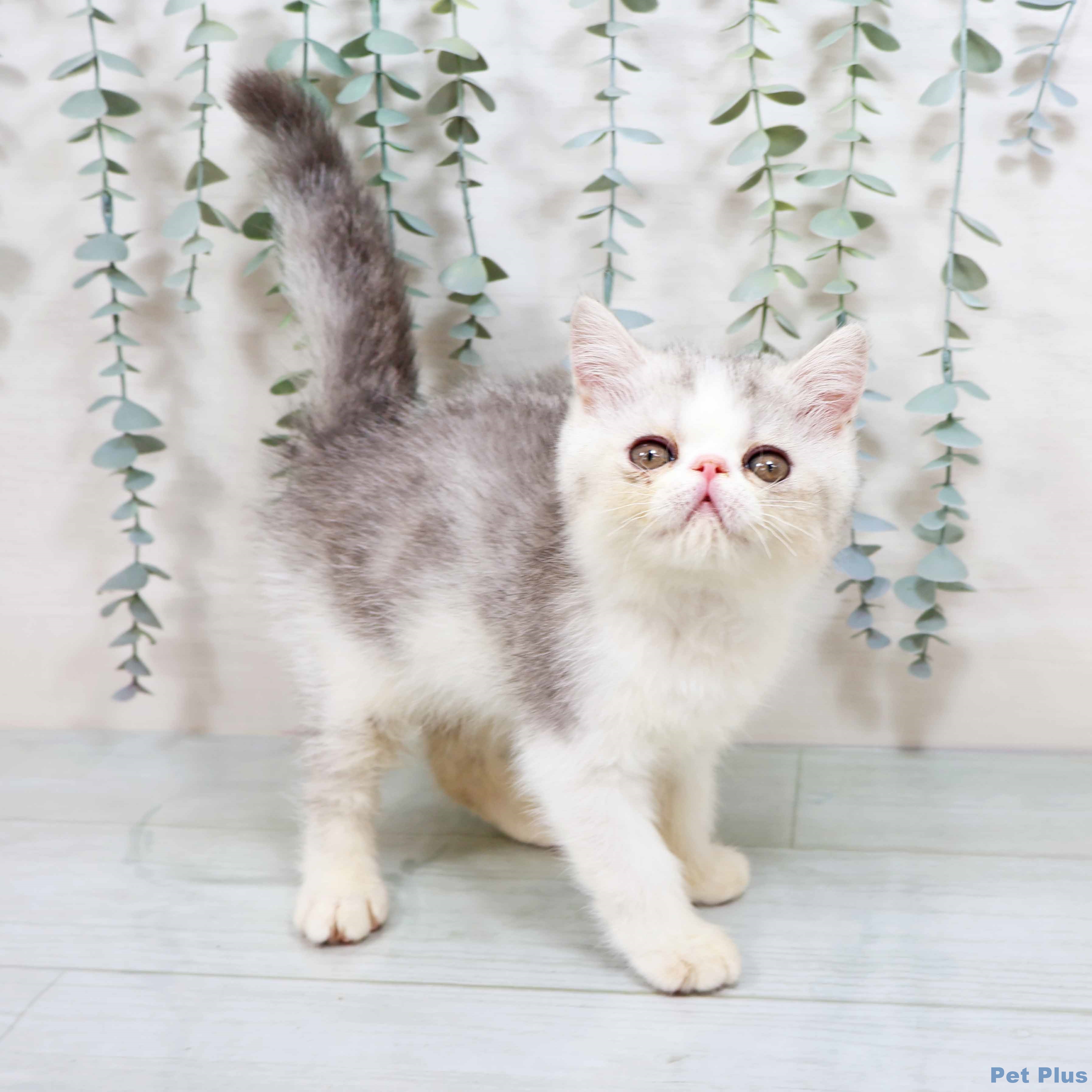 エキゾチック