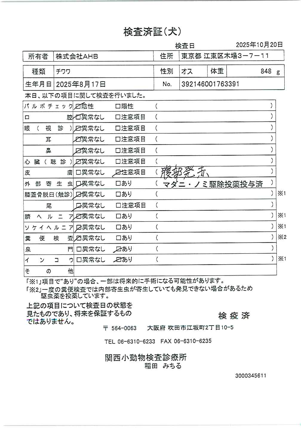 チワワ