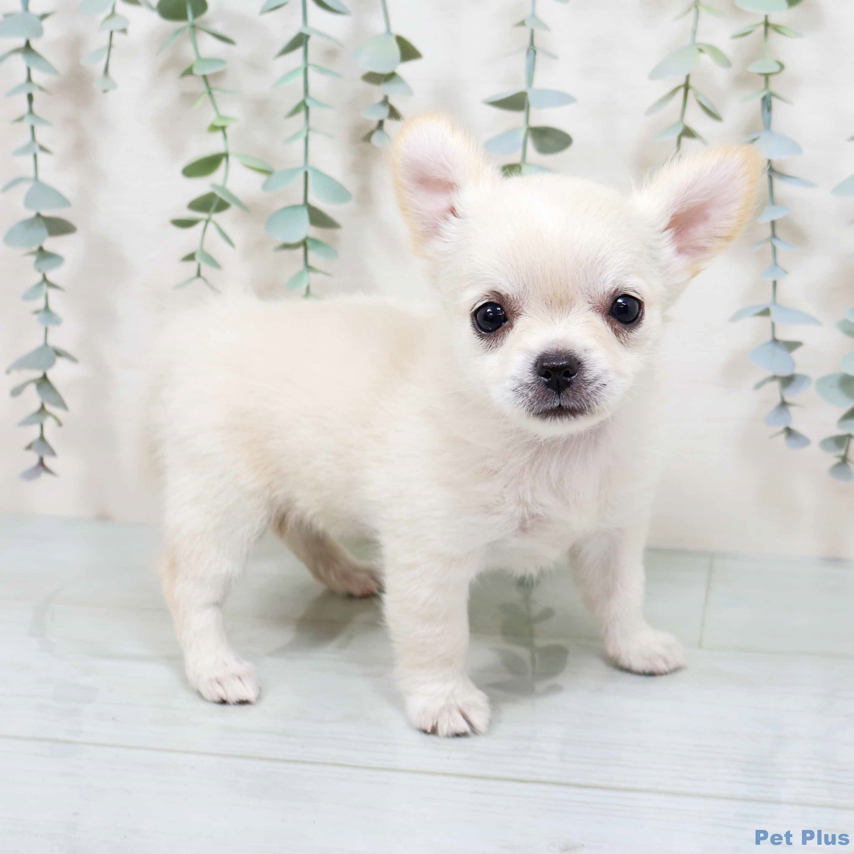 京都府のチワワ(ロング) (ペットプラス 久御山店/2025年8月17日生まれ/女の子/ホワイトクリーム)の子犬の1枚目の画像