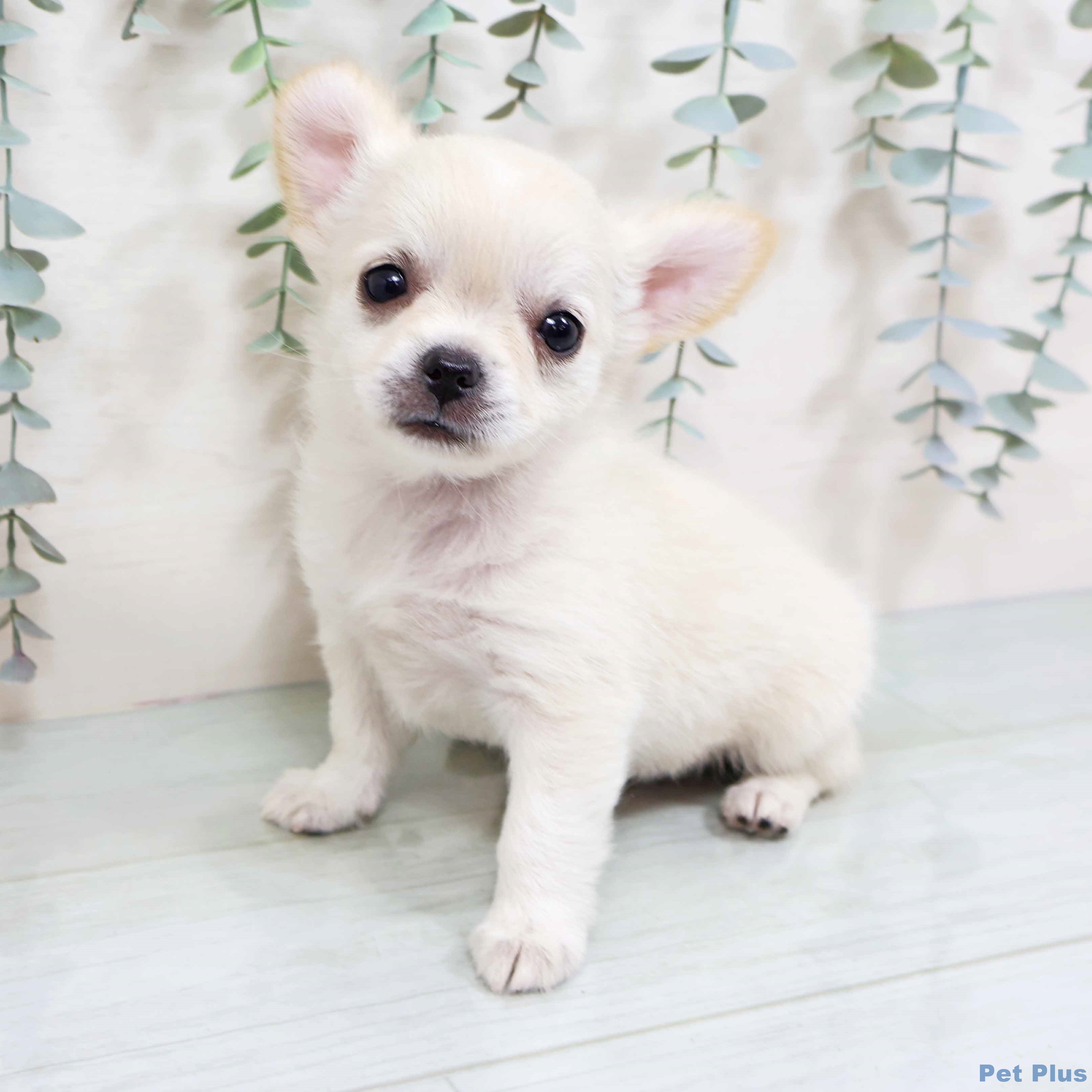 京都府のチワワ(ロング) (ペットプラス 久御山店/2025年8月17日生まれ/女の子/ホワイトクリーム)の子犬の2枚目の画像