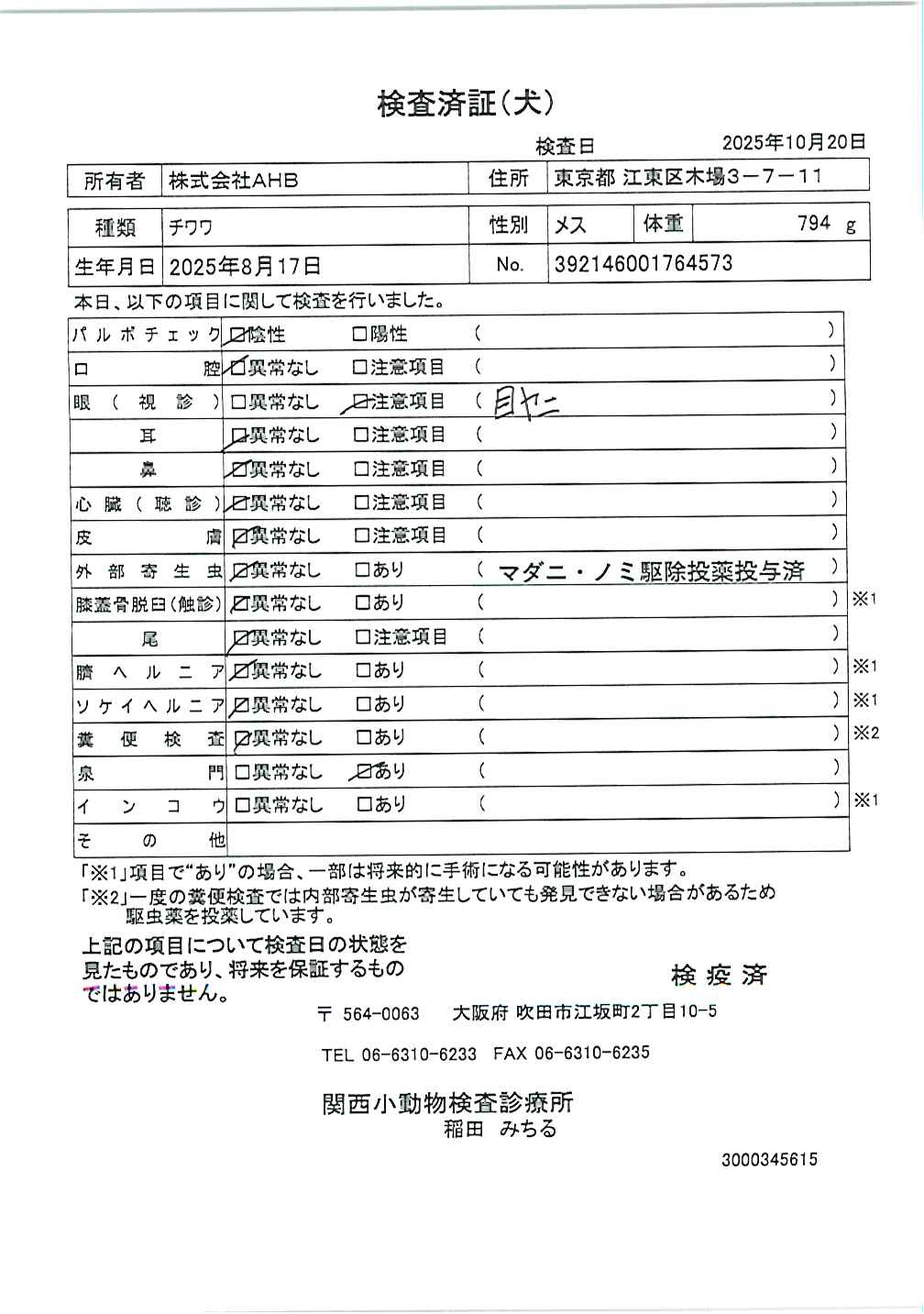チワワ