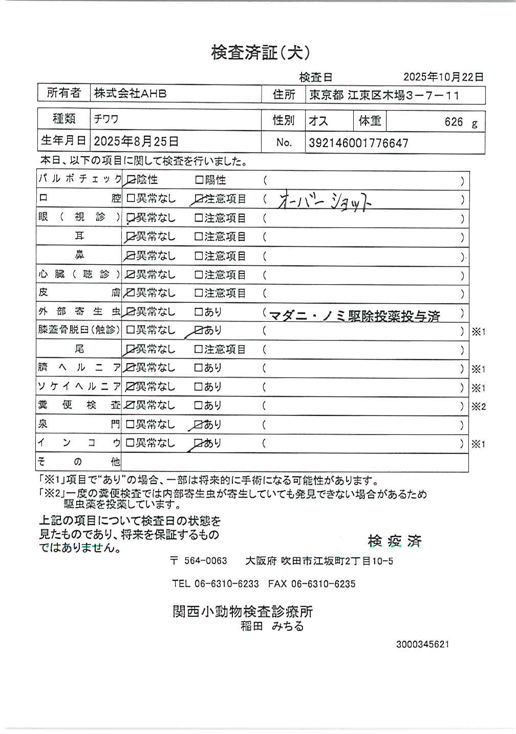 チワワ