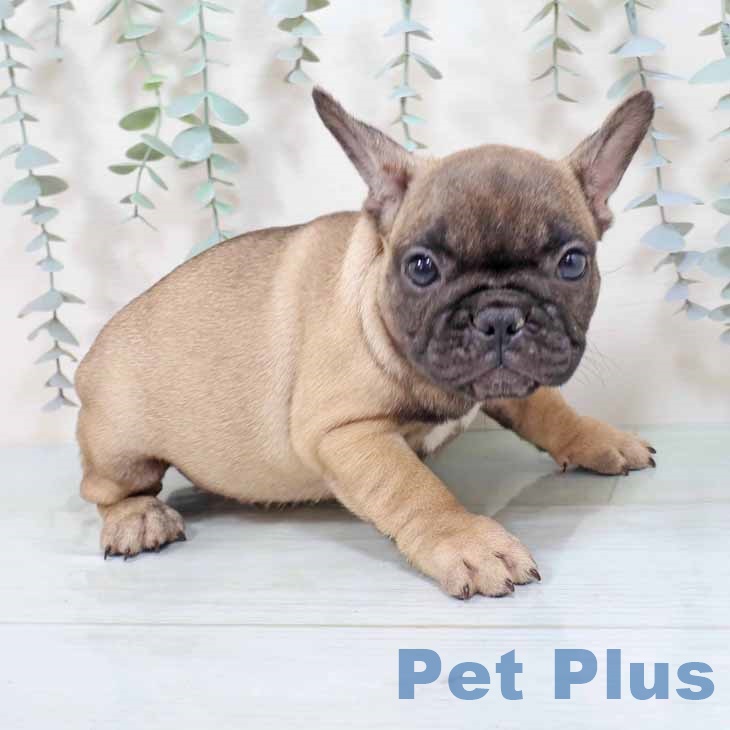 和歌山県のフレンチブルドッグ (ペットプラス 和歌山店/2025年8月14日生まれ/女の子/フォーン)の子犬の1枚目の画像