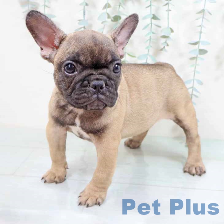 和歌山県のフレンチブルドッグ (ペットプラス 和歌山店/2025年8月14日生まれ/女の子/フォーン)の子犬の2枚目の画像