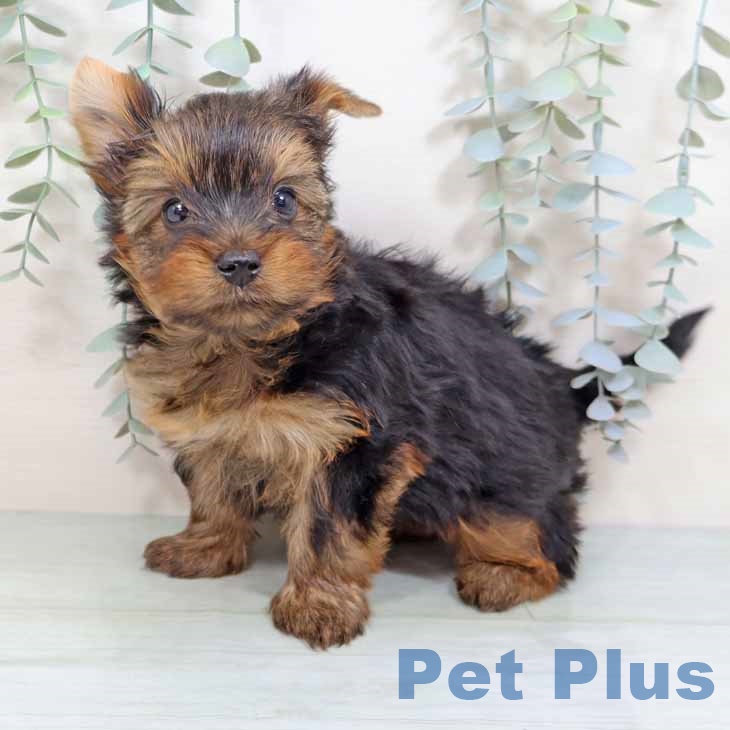 ヨークシャー・テリア