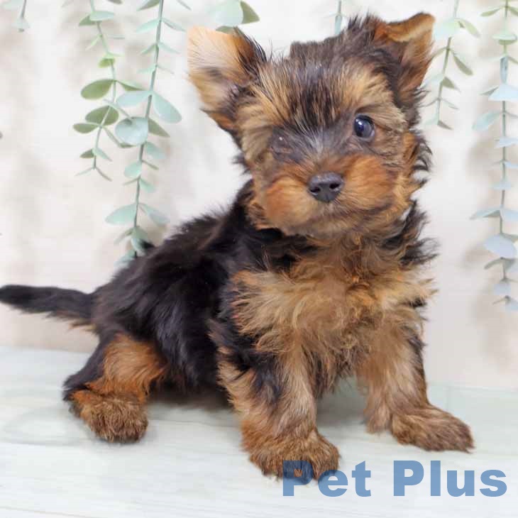 ヨークシャー・テリアの写真2