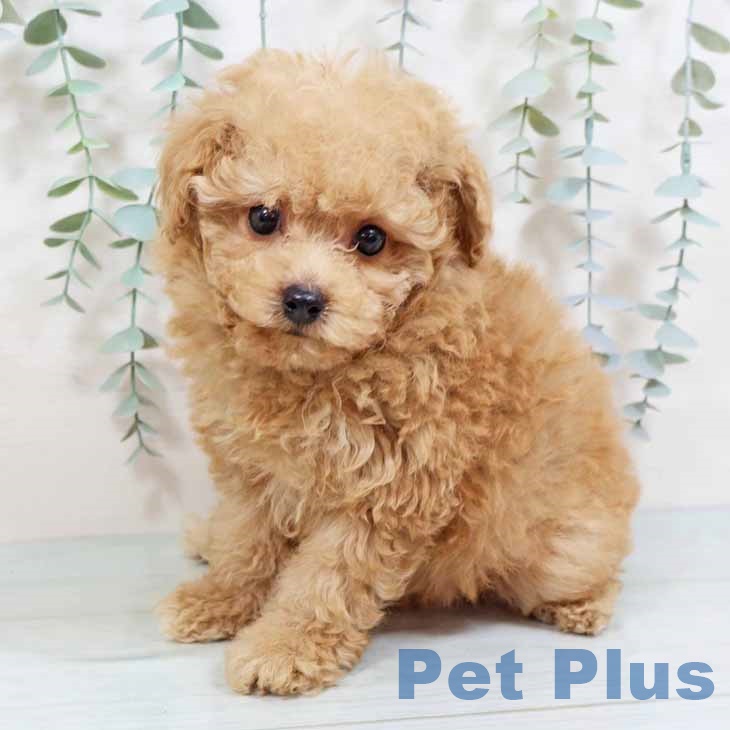 トイ・プードル