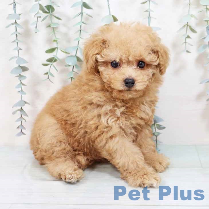 トイ・プードルの写真2