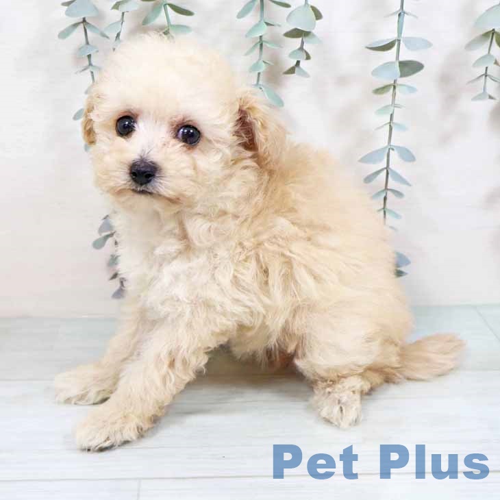 トイ・プードル