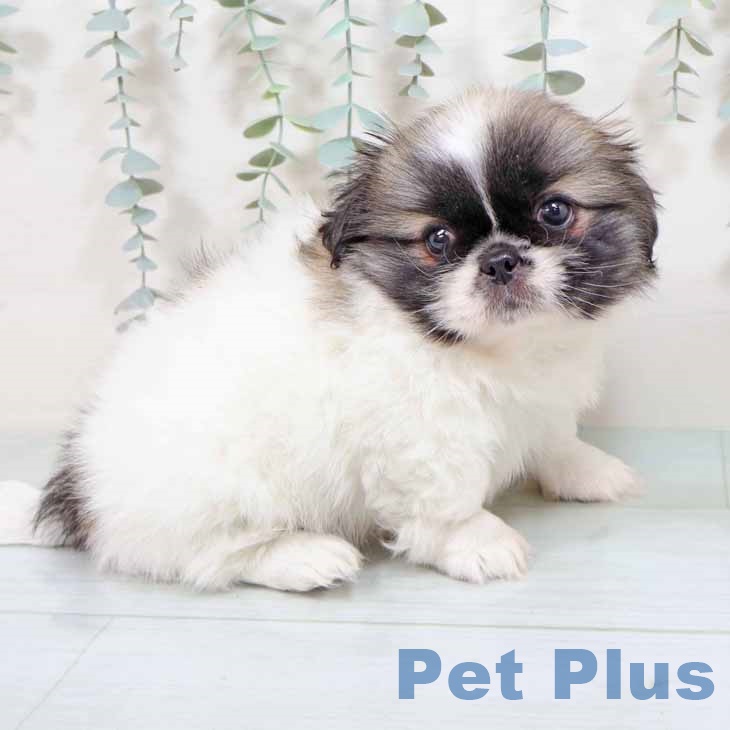 大阪府のペキニーズ (ペットプラス りんくう泉南店/2025年8月25日生まれ/女の子/パーティーカラー)の子犬の2枚目の画像