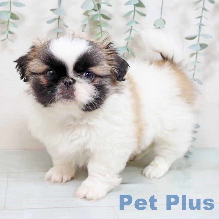 兵庫県のペキニーズ (ペットプラス 神戸三宮店/2025年8月25日生まれ/女の子/パーティーカラー)の子犬の1枚目の画像