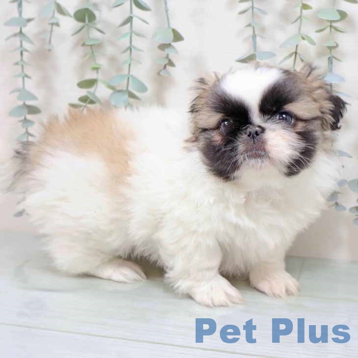 兵庫県のペキニーズ (ペットプラス 神戸三宮店/2025年8月25日生まれ/女の子/パーティーカラー)の子犬の2枚目の画像