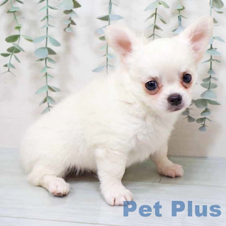 和歌山県のチワワ(ロング) (ペットプラス 和歌山店/2025年8月20日生まれ/男の子/クリームホワイト)の子犬の1枚目の画像