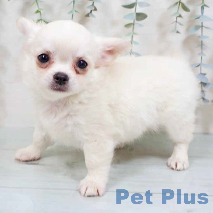 和歌山県のチワワ(ロング) (ペットプラス 和歌山店/2025年8月20日生まれ/男の子/クリームホワイト)の子犬の2枚目の画像