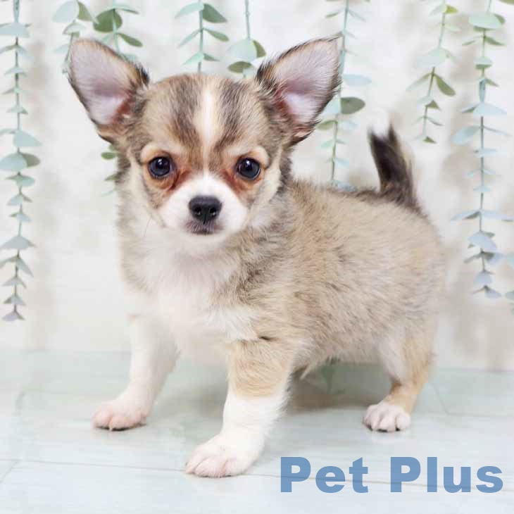 大阪府のチワワ(ロング) (ペットプラス りんくう泉南店/2025年8月23日生まれ/男の子/フォーンホワイト)の子犬の1枚目の画像