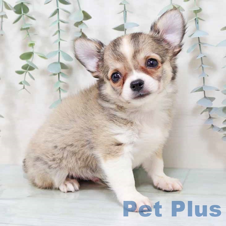 大阪府のチワワ(ロング) (ペットプラス りんくう泉南店/2025年8月23日生まれ/男の子/フォーンホワイト)の子犬の2枚目の画像