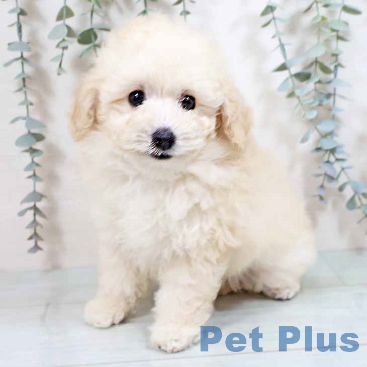 トイ・プードル