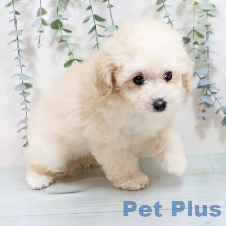 トイ・プードルの写真2