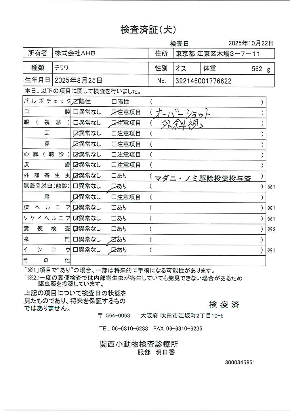 チワワ