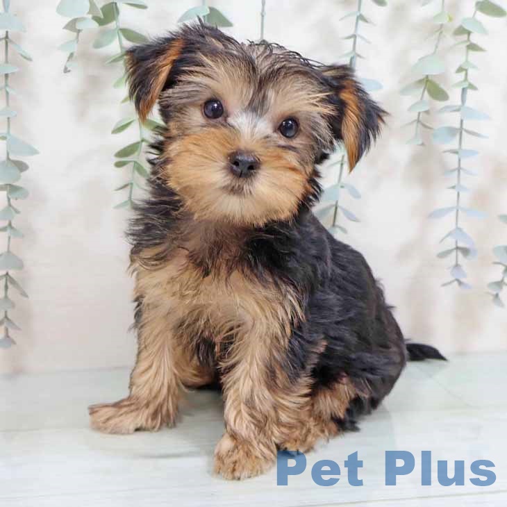 兵庫県のヨークシャーテリア (ペットプラス 神戸三宮店/2025年8月21日生まれ/女の子/スチールブルータン)の子犬の1枚目の画像