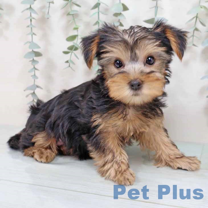 兵庫県のヨークシャーテリア (ペットプラス 神戸三宮店/2025年8月21日生まれ/女の子/スチールブルータン)の子犬の2枚目の画像