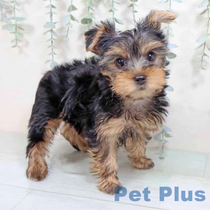 大阪府のヨークシャーテリア (ペットプラス りんくう泉南店/2025年8月21日生まれ/女の子/スチールブルータン)の子犬の1枚目の画像