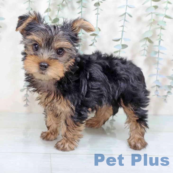 大阪府のヨークシャーテリア (ペットプラス りんくう泉南店/2025年8月21日生まれ/女の子/スチールブルータン)の子犬の2枚目の画像