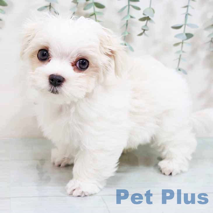 大阪府のマルチーズ (ペットプラス りんくう泉南店/2025年8月20日生まれ/男の子/ホワイト)の子犬の1枚目の画像