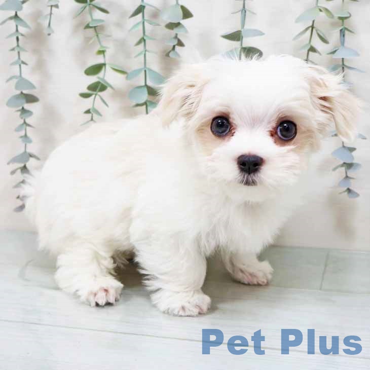 大阪府のマルチーズ (ペットプラス りんくう泉南店/2025年8月20日生まれ/男の子/ホワイト)の子犬の2枚目の画像