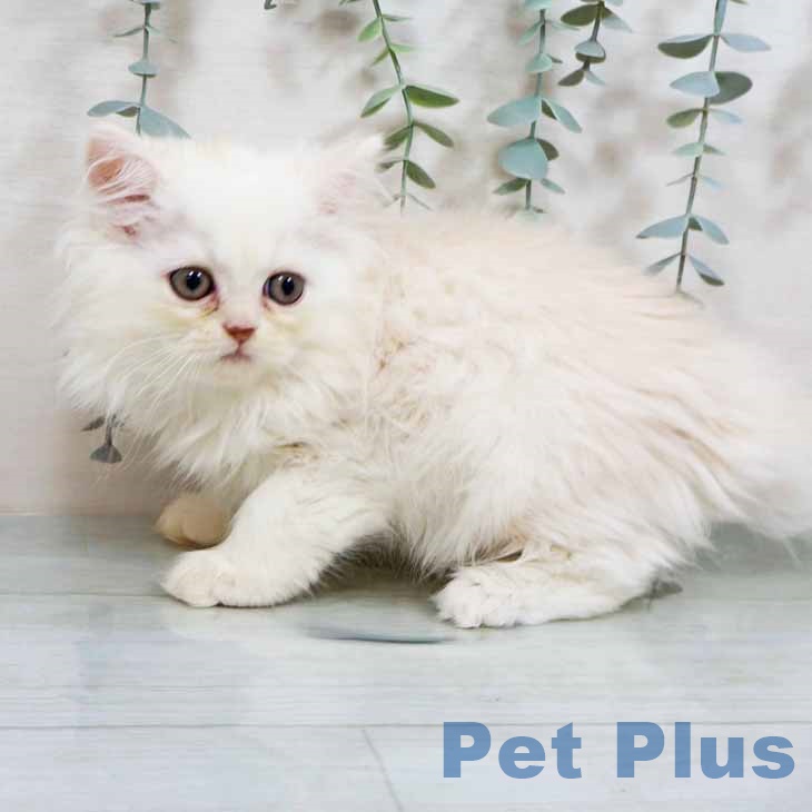 京都府のミヌエット (ペットプラス イオンモールKYOTO店/2025年8月7日生まれ/男の子/カメオ)の子猫の1枚目の画像