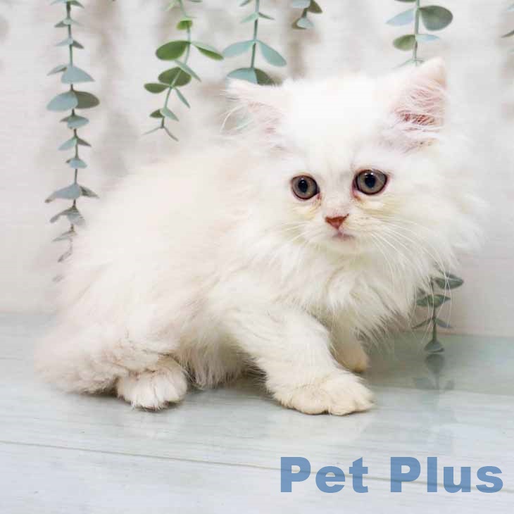 京都府のミヌエット (ペットプラス イオンモールKYOTO店/2025年8月7日生まれ/男の子/カメオ)の子猫の2枚目の画像