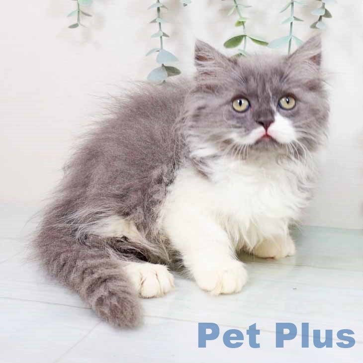奈良県のラガマフィン (ペットプラス 大和郡山店/2025年8月15日生まれ/女の子/ブルーホワイト)の子猫の1枚目の画像
