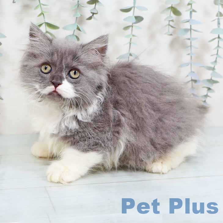 奈良県のラガマフィン (ペットプラス 大和郡山店/2025年8月15日生まれ/女の子/ブルーホワイト)の子猫の2枚目の画像