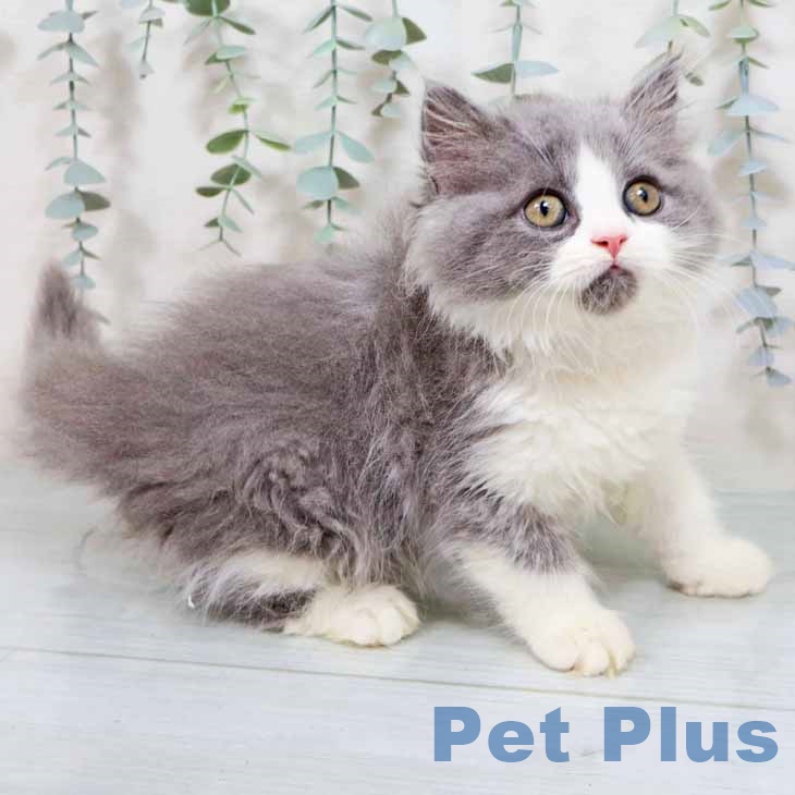 ラガマフィンの写真2