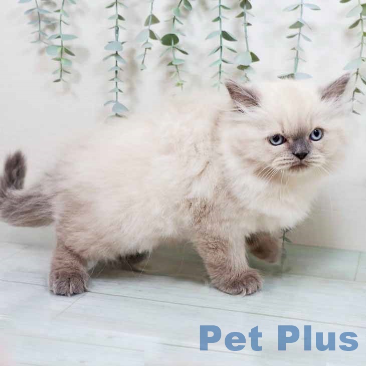 ヒマラヤンの写真2