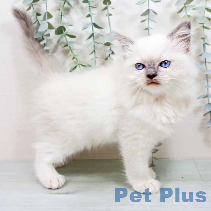 兵庫県のラグドール (ペットプラス 神戸三宮店/2025年8月20日生まれ/女の子/ブルーポイントミテッド)の子猫の1枚目の画像