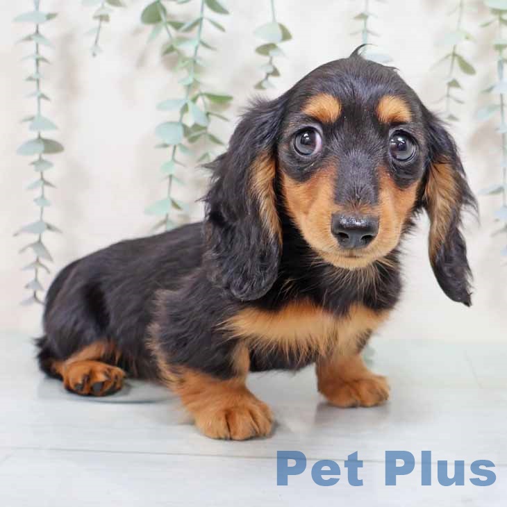 カニーンヘン・ダックスフンド