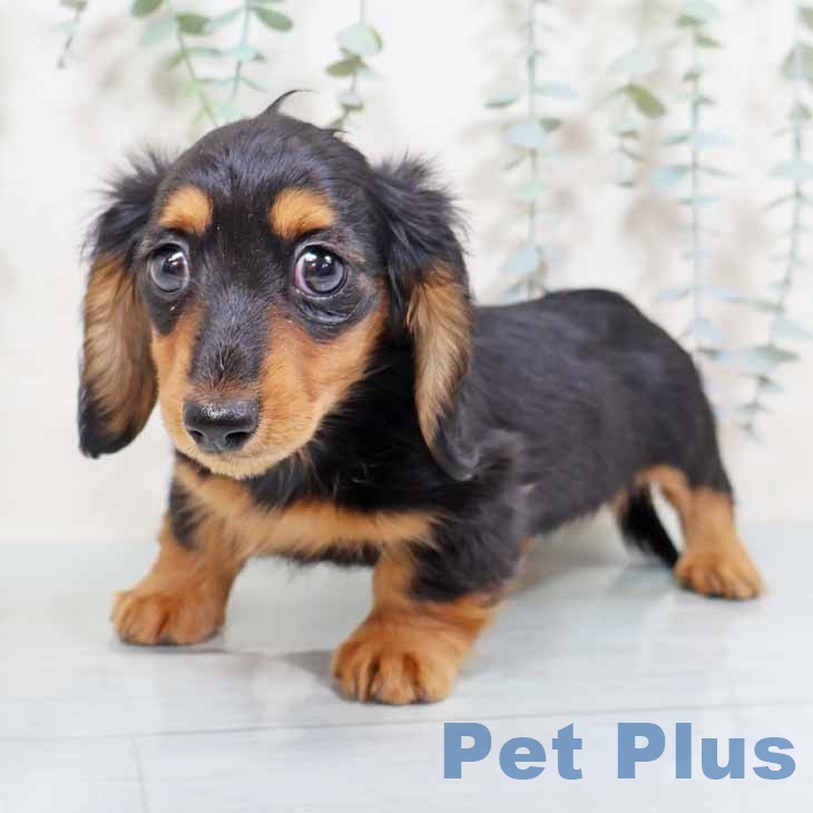 カニーンヘン・ダックスフンドの写真2