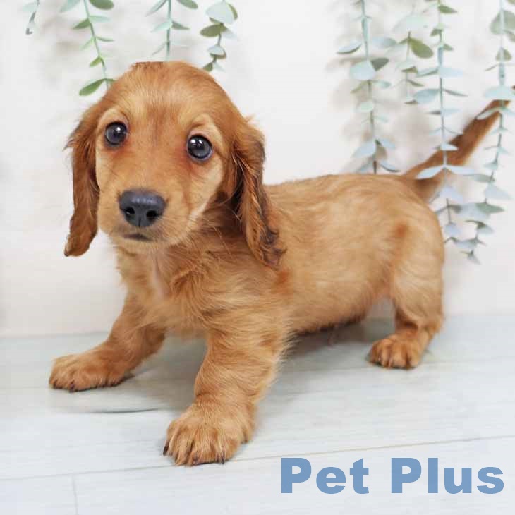 カニーンヘン・ダックスフンド