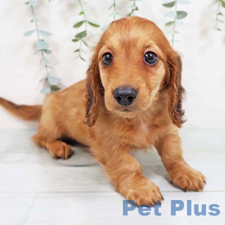 カニーンヘン・ダックスフンドの写真2