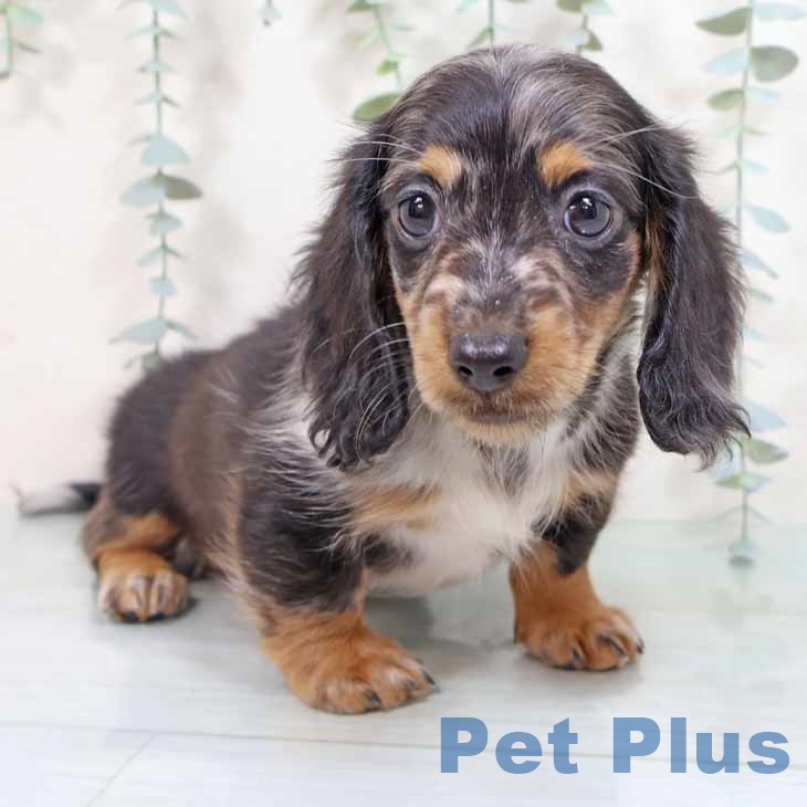 ミニチュア・ダックスフンド