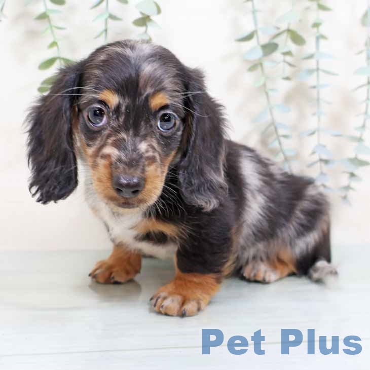 ミニチュア・ダックスフンドの写真2