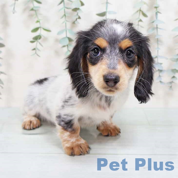 ミニチュア・ダックスフンド