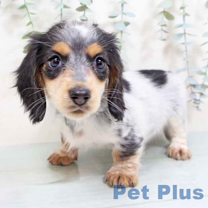 ミニチュア・ダックスフンドの写真2