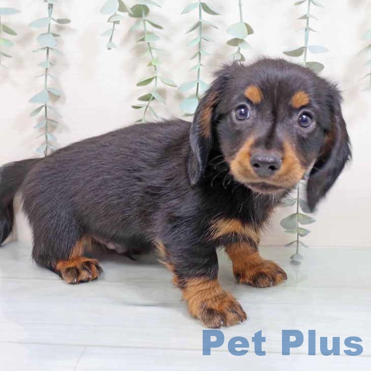 奈良県のミニチュアダックスフンド(ロング) (ペットプラス 大和郡山店/2025年8月25日生まれ/男の子/ブラックタン)の子犬の1枚目の画像