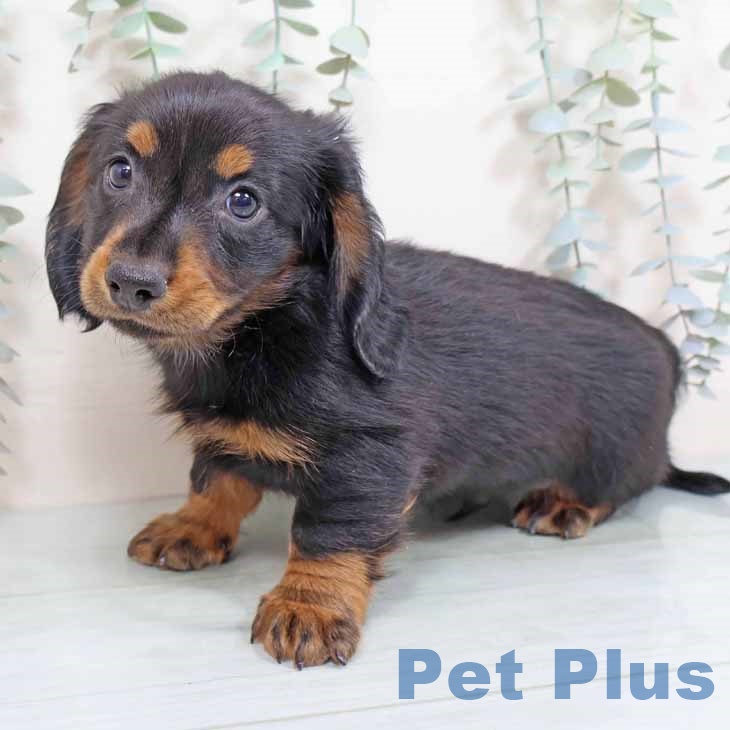 奈良県のミニチュアダックスフンド(ロング) (ペットプラス 大和郡山店/2025年8月25日生まれ/男の子/ブラックタン)の子犬の2枚目の画像