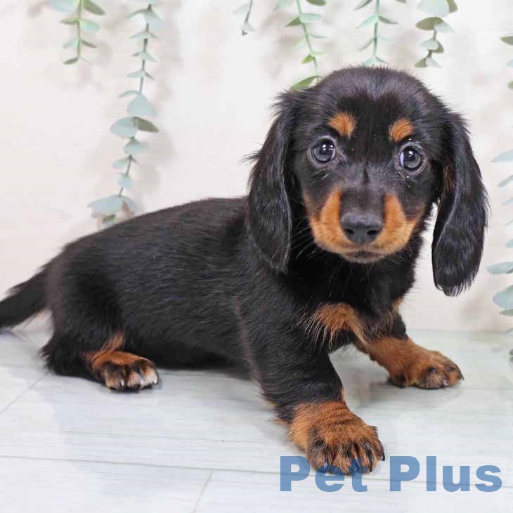 大阪府のミニチュアダックスフンド(ロング) (ペットプラス イオン大日店/2025年8月25日生まれ/女の子/ブラックタン)の子犬