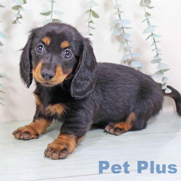 大阪府のミニチュアダックスフンド(ロング) (ペットプラス イオン大日店/2025年8月25日生まれ/女の子/ブラックタン)の子犬の2枚目の画像