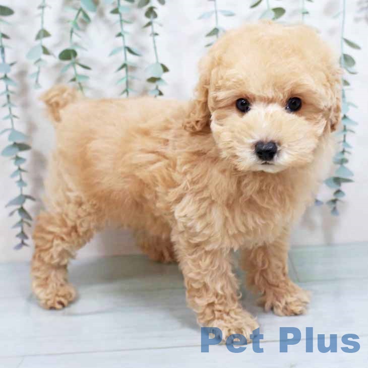 大阪府のトイプードル(トイ) (ペットプラス 堺鉄砲町店/2025年8月20日生まれ/女の子/ペールフォーン)の子犬の1枚目の画像